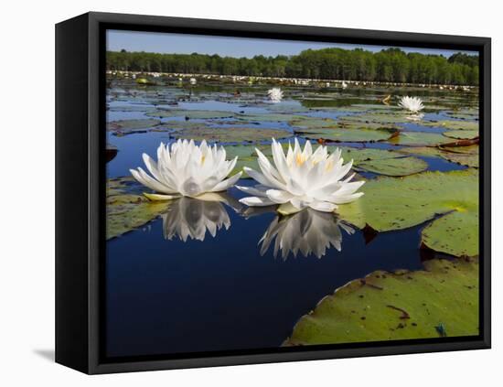 Water Lilies, Caddo Lake, Texas, USA-Larry Ditto-Framed Premier Image Canvas