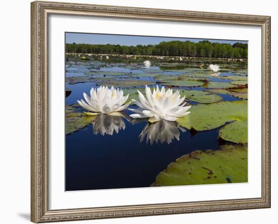 Water Lilies, Caddo Lake, Texas, USA-Larry Ditto-Framed Photographic Print