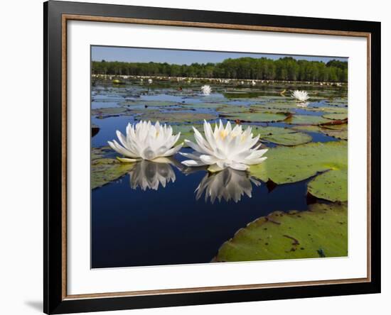 Water Lilies, Caddo Lake, Texas, USA-Larry Ditto-Framed Photographic Print