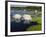 Water Lilies, Caddo Lake, Texas, USA-Larry Ditto-Framed Photographic Print