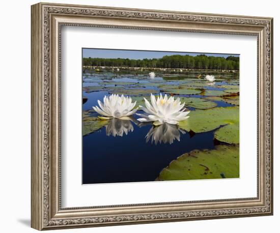 Water Lilies, Caddo Lake, Texas, USA-Larry Ditto-Framed Photographic Print