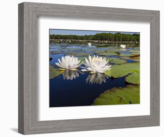 Water Lilies, Caddo Lake, Texas, USA-Larry Ditto-Framed Photographic Print