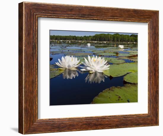 Water Lilies, Caddo Lake, Texas, USA-Larry Ditto-Framed Photographic Print