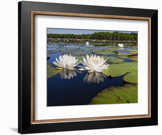 Water Lilies, Caddo Lake, Texas, USA-Larry Ditto-Framed Photographic Print