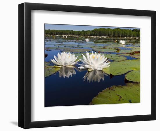 Water Lilies, Caddo Lake, Texas, USA-Larry Ditto-Framed Photographic Print