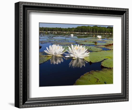 Water Lilies, Caddo Lake, Texas, USA-Larry Ditto-Framed Photographic Print