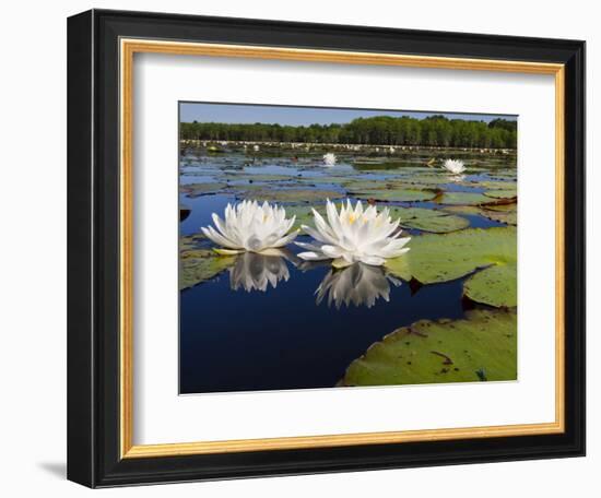 Water Lilies, Caddo Lake, Texas, USA-Larry Ditto-Framed Photographic Print