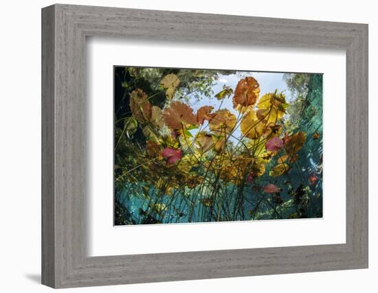 Water lilies, Cenote Nicte-Ha, Yucatan Peninsula, Mexico-Franco Banfi-Framed Photographic Print