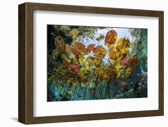 Water lilies, Cenote Nicte-Ha, Yucatan Peninsula, Mexico-Franco Banfi-Framed Photographic Print