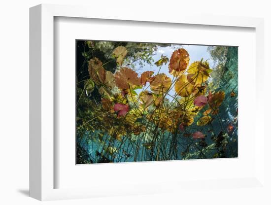 Water lilies, Cenote Nicte-Ha, Yucatan Peninsula, Mexico-Franco Banfi-Framed Photographic Print