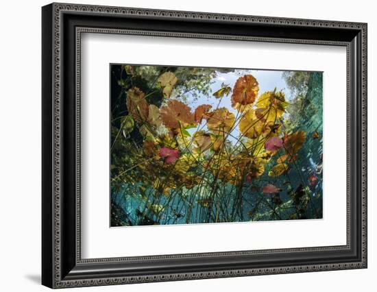 Water lilies, Cenote Nicte-Ha, Yucatan Peninsula, Mexico-Franco Banfi-Framed Photographic Print