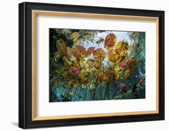 Water lilies, Cenote Nicte-Ha, Yucatan Peninsula, Mexico-Franco Banfi-Framed Photographic Print