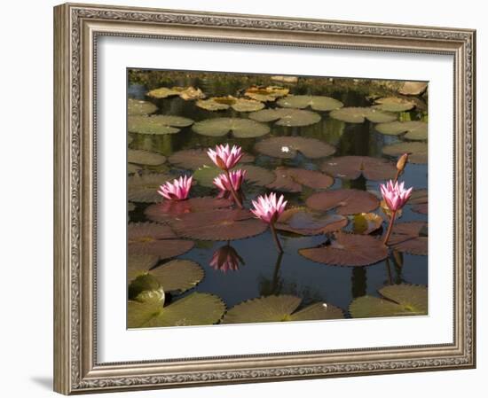 Water Lilies, Goa, India-R H Productions-Framed Photographic Print