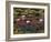 Water Lilies, Goa, India-R H Productions-Framed Photographic Print