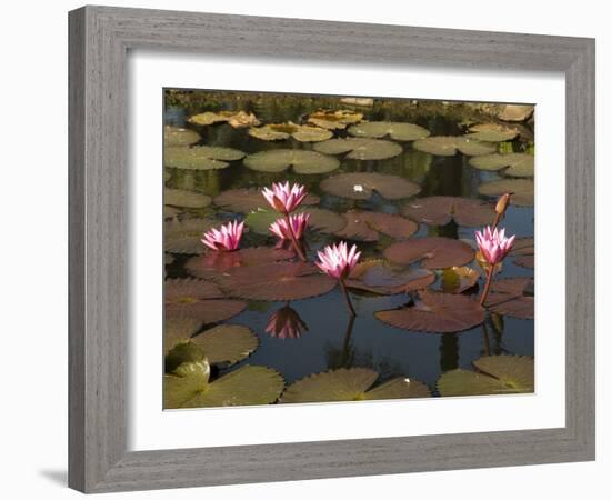 Water Lilies, Goa, India-R H Productions-Framed Photographic Print