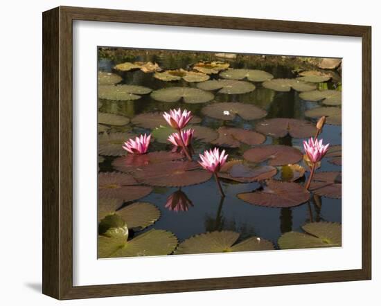 Water Lilies, Goa, India-R H Productions-Framed Photographic Print