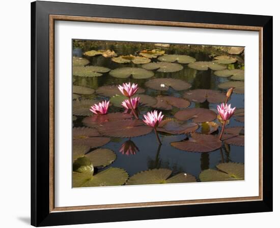 Water Lilies, Goa, India-R H Productions-Framed Photographic Print