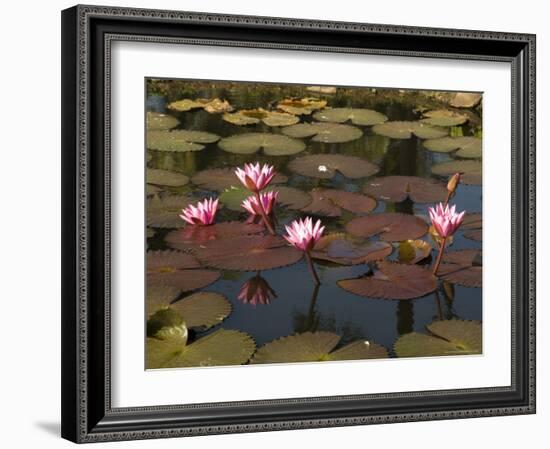 Water Lilies, Goa, India-R H Productions-Framed Photographic Print