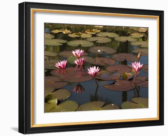 Water Lilies, Goa, India-R H Productions-Framed Photographic Print