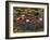 Water Lilies, Goa, India-R H Productions-Framed Photographic Print