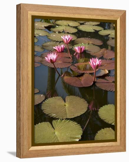 Water Lilies, Goa, India-R H Productions-Framed Premier Image Canvas