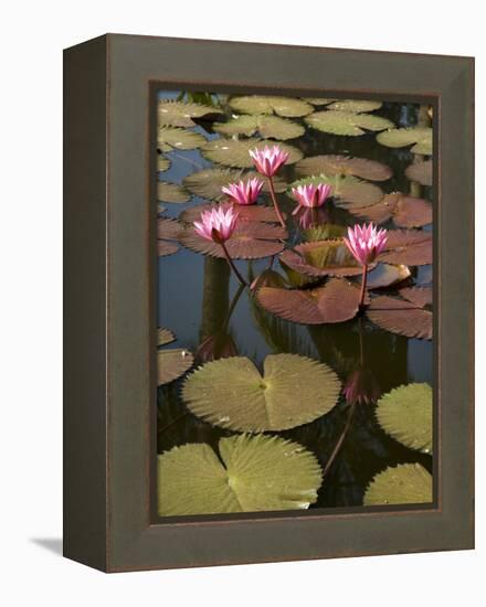 Water Lilies, Goa, India-R H Productions-Framed Premier Image Canvas