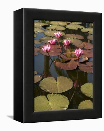 Water Lilies, Goa, India-R H Productions-Framed Premier Image Canvas