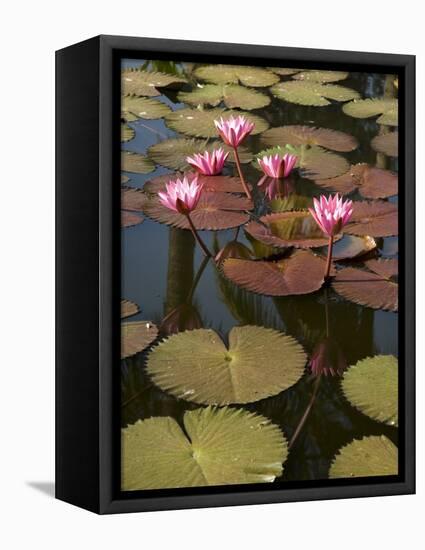 Water Lilies, Goa, India-R H Productions-Framed Premier Image Canvas