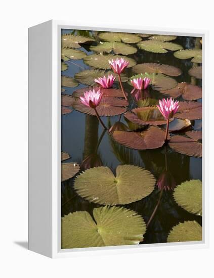 Water Lilies, Goa, India-R H Productions-Framed Premier Image Canvas