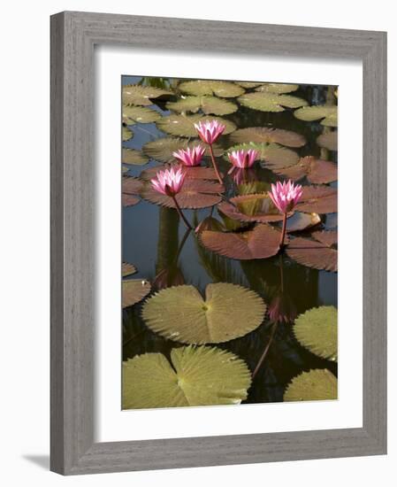 Water Lilies, Goa, India-R H Productions-Framed Photographic Print