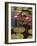 Water Lilies, Goa, India-R H Productions-Framed Photographic Print