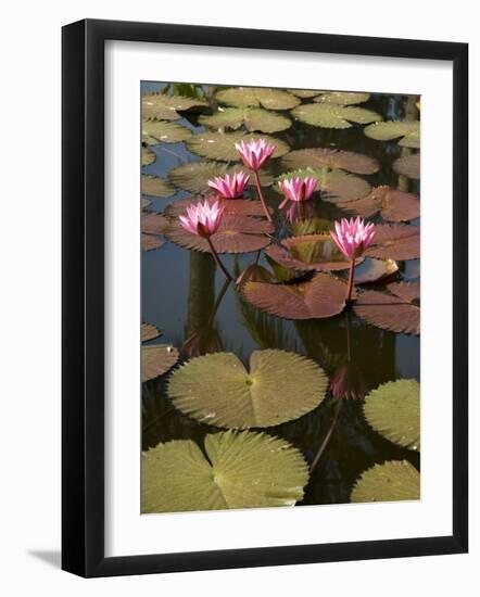 Water Lilies, Goa, India-R H Productions-Framed Photographic Print