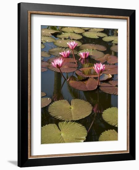 Water Lilies, Goa, India-R H Productions-Framed Photographic Print