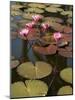 Water Lilies, Goa, India-R H Productions-Mounted Photographic Print