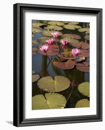 Water Lilies, Goa, India-R H Productions-Framed Photographic Print