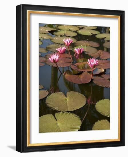 Water Lilies, Goa, India-R H Productions-Framed Photographic Print