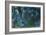 Water Lilies II-Claude Monet-Framed Art Print