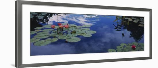 Water Lilies in a Pond, Denver Botanic Gardens, Denver, Denver County, Colorado, USA-null-Framed Photographic Print