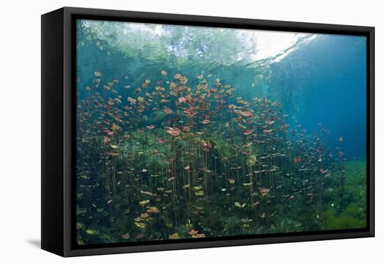 Water Lilies in Car Wash Cenote, Aktun Ha, Tulum, Yucatan Peninsula, Mexico-Reinhard Dirscherl-Framed Premier Image Canvas