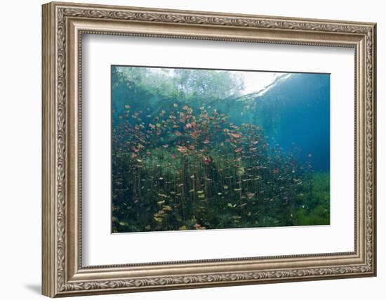 Water Lilies in Car Wash Cenote, Aktun Ha, Tulum, Yucatan Peninsula, Mexico-Reinhard Dirscherl-Framed Photographic Print