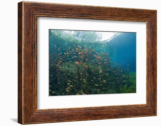 Water Lilies in Car Wash Cenote, Aktun Ha, Tulum, Yucatan Peninsula, Mexico-Reinhard Dirscherl-Framed Photographic Print