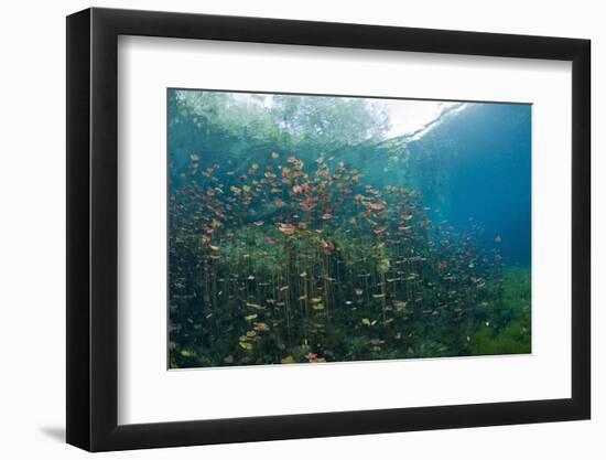 Water Lilies in Car Wash Cenote, Aktun Ha, Tulum, Yucatan Peninsula, Mexico-Reinhard Dirscherl-Framed Photographic Print