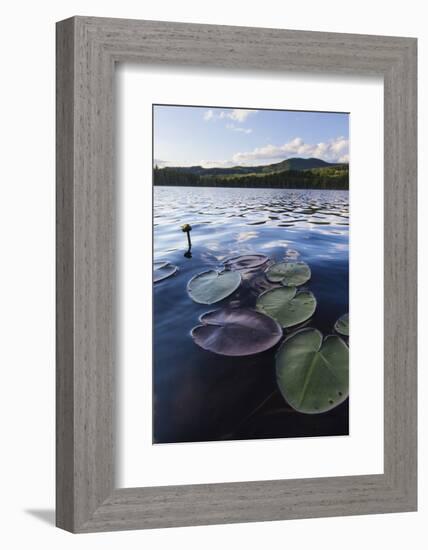 Water Lilies in Lang Pond in Maine's Northern Forest-Jerry & Marcy Monkman-Framed Photographic Print