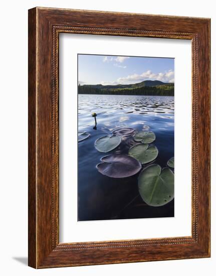 Water Lilies in Lang Pond in Maine's Northern Forest-Jerry & Marcy Monkman-Framed Photographic Print