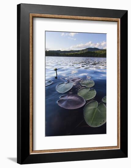 Water Lilies in Lang Pond in Maine's Northern Forest-Jerry & Marcy Monkman-Framed Photographic Print