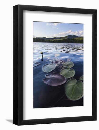 Water Lilies in Lang Pond in Maine's Northern Forest-Jerry & Marcy Monkman-Framed Photographic Print