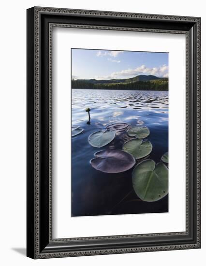 Water Lilies in Lang Pond in Maine's Northern Forest-Jerry & Marcy Monkman-Framed Photographic Print