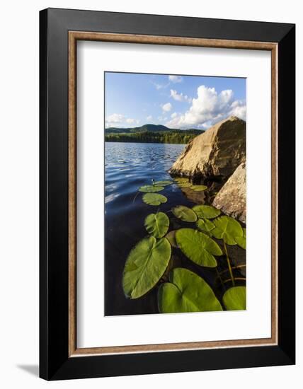 Water Lilies in Lang Pond in Maine's Northern Forest-Jerry & Marcy Monkman-Framed Photographic Print