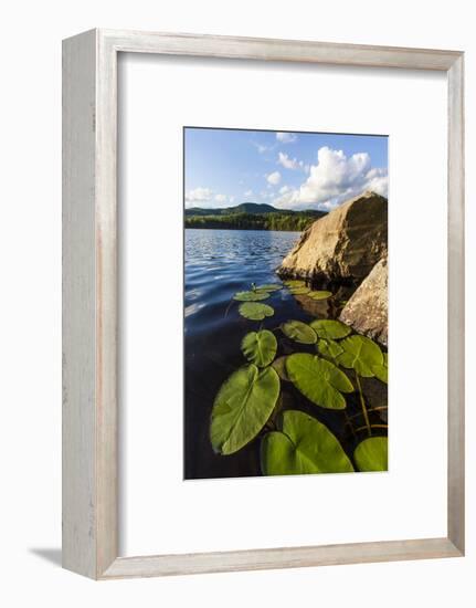 Water Lilies in Lang Pond in Maine's Northern Forest-Jerry & Marcy Monkman-Framed Photographic Print