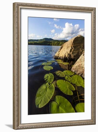 Water Lilies in Lang Pond in Maine's Northern Forest-Jerry & Marcy Monkman-Framed Photographic Print